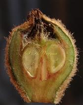  Fruit(Young) V.S.